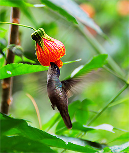 Kolibri (San Marcos La Laguna, Guatemala)